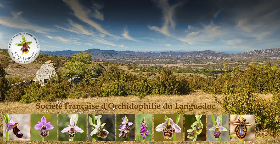 SFO Languedoc